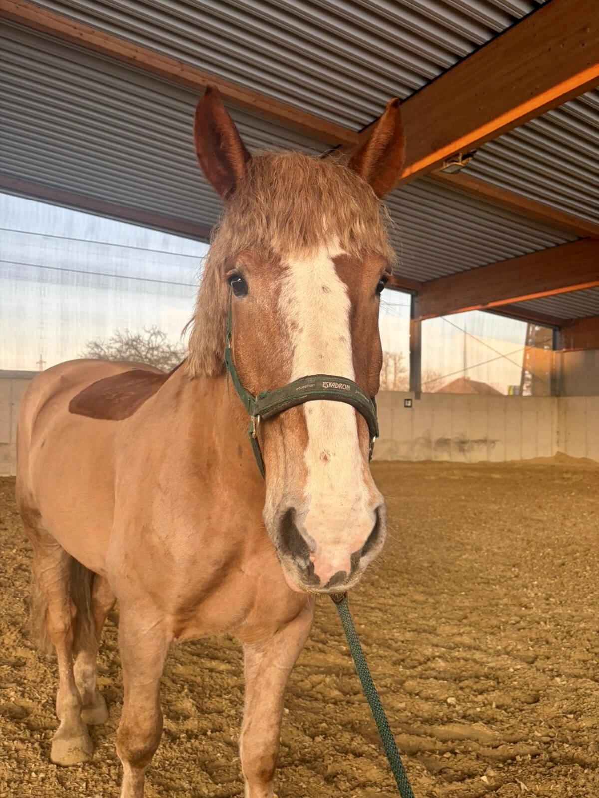 Sportlicher Kaltblutwallach 3