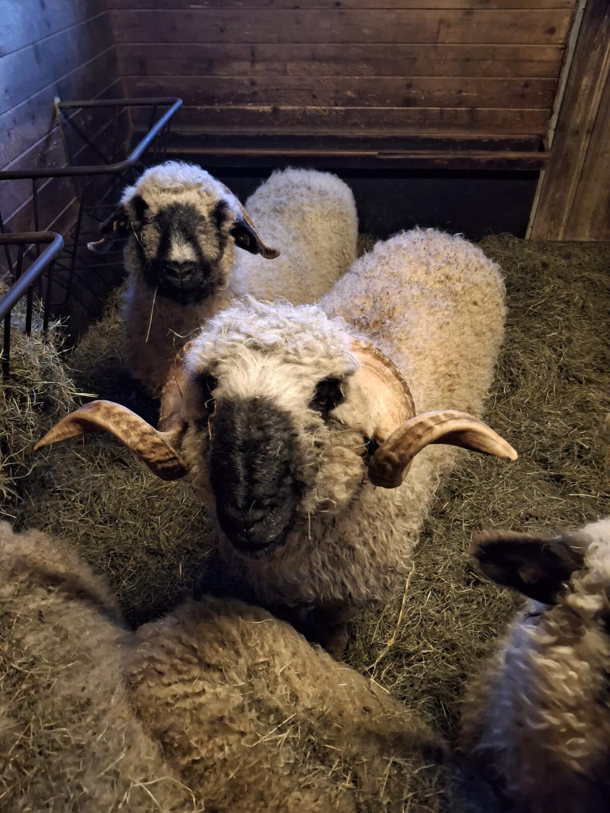 Walliser Schwarznasenwidder 2