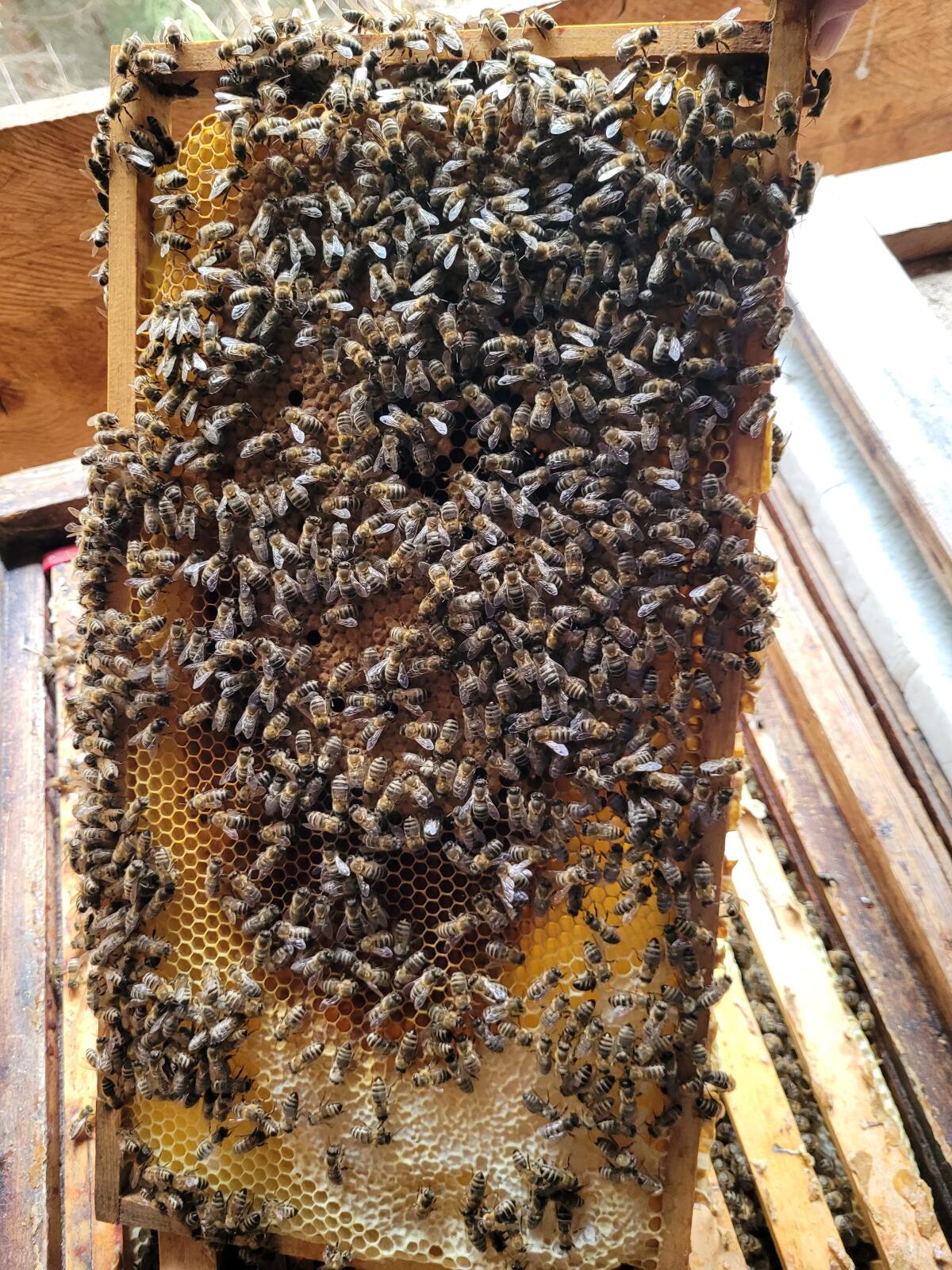 Bienenvolk 2