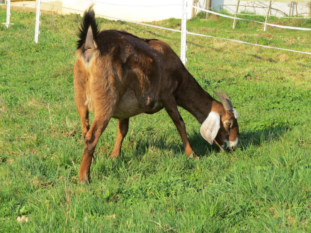 Anglo Nubier Ziege trächtig 2