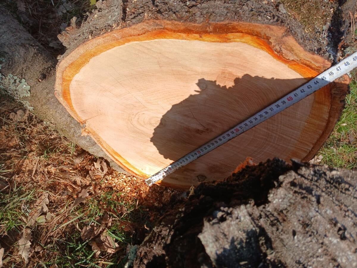 Kirschbaum 3