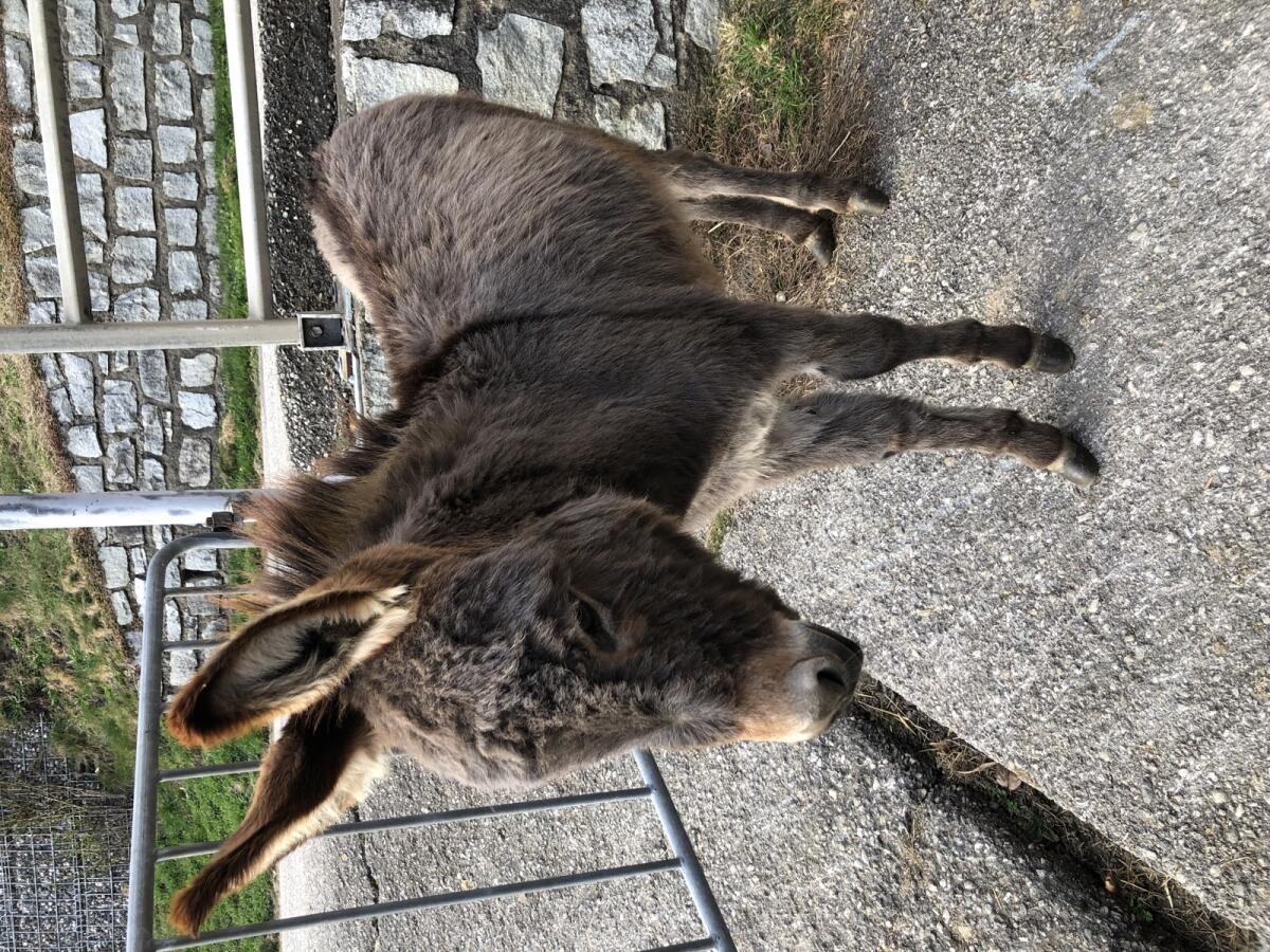 Eselstutenfohlen LUISA 3