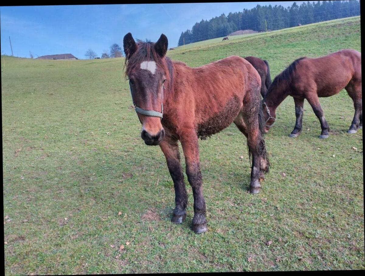 Mohrenkopf Wallach Hengste 3