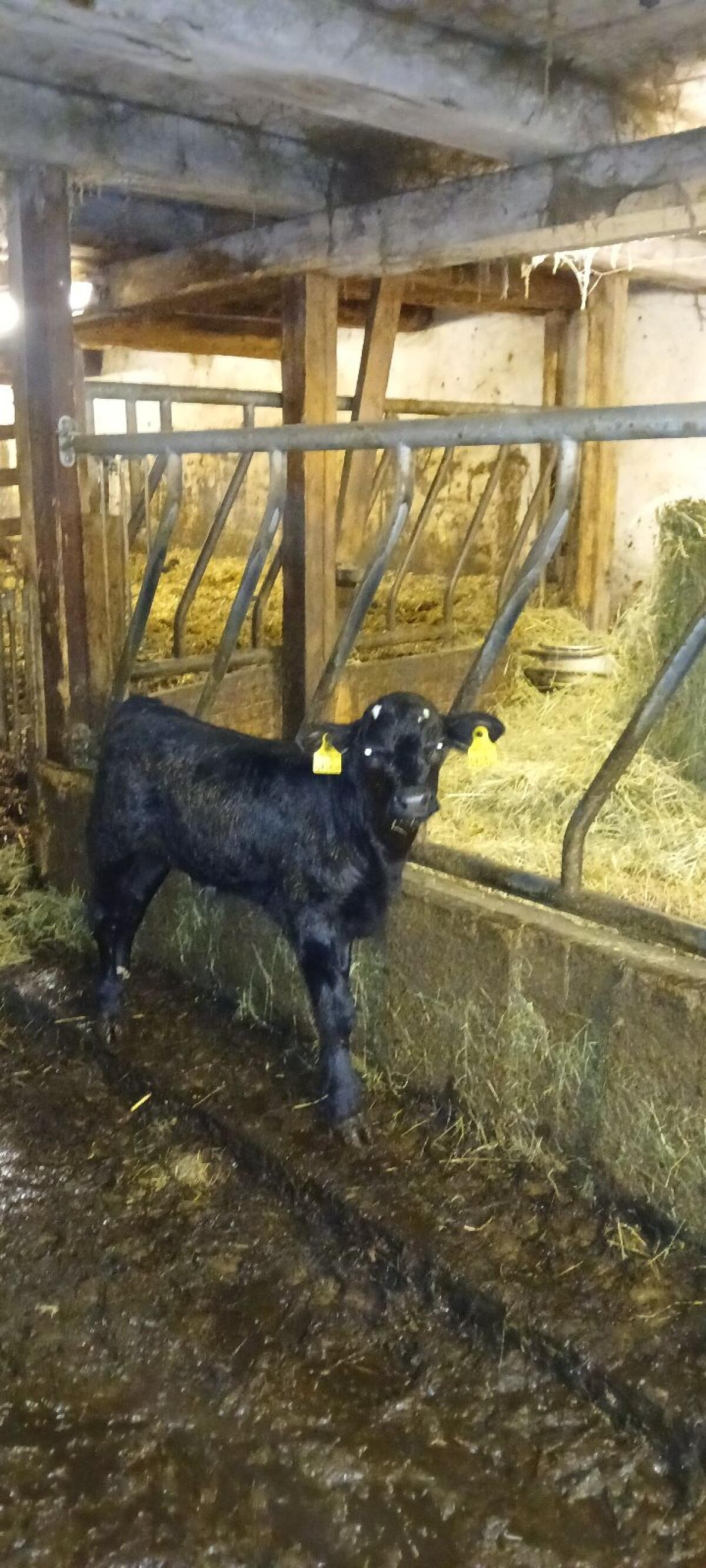 Angus Kuh mit Kalb 3