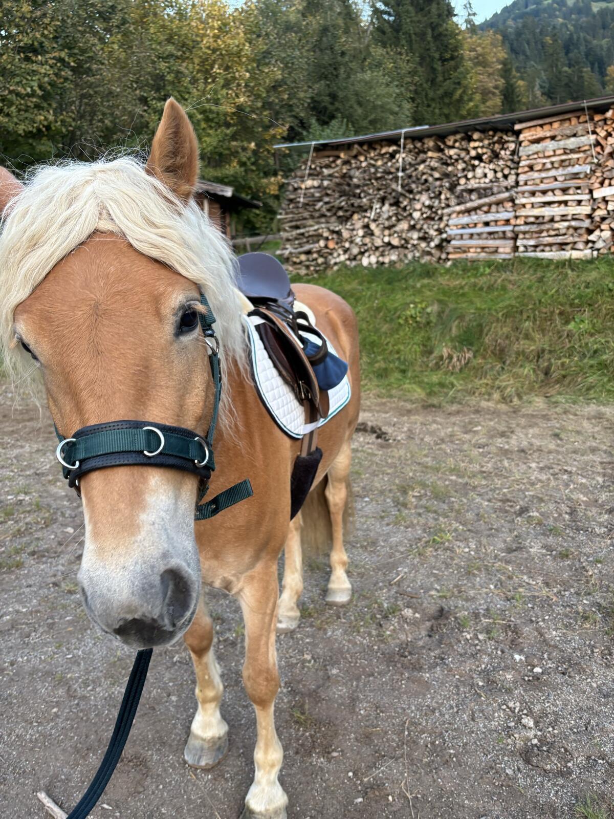 Verkaufe 4-jährige Haflinger Stute 3
