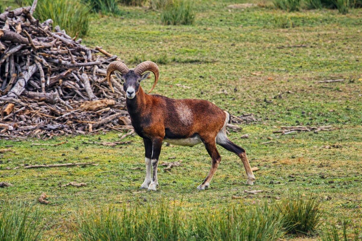 Damwild, Muffelwild 2