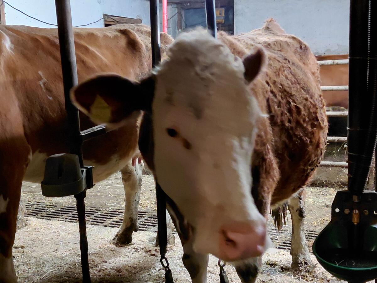 Bio-Fleckvieh in Milch 3