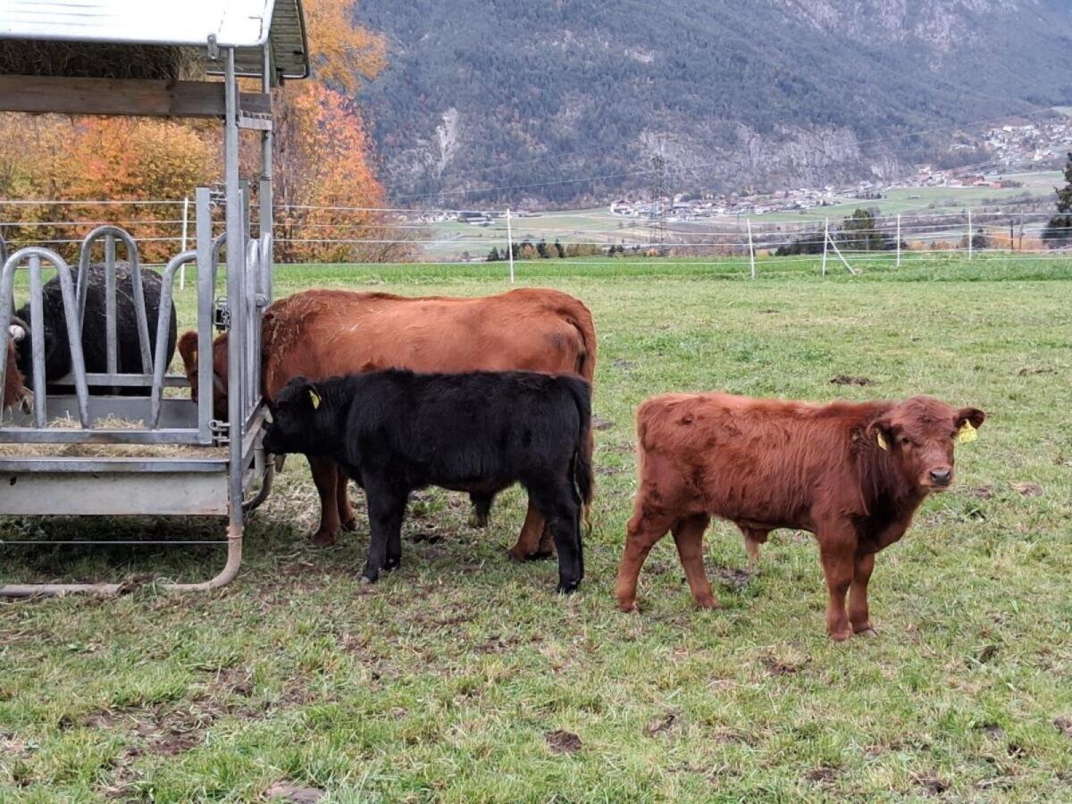 Dexterrinder mit Herdbuch Zuchttiere 3