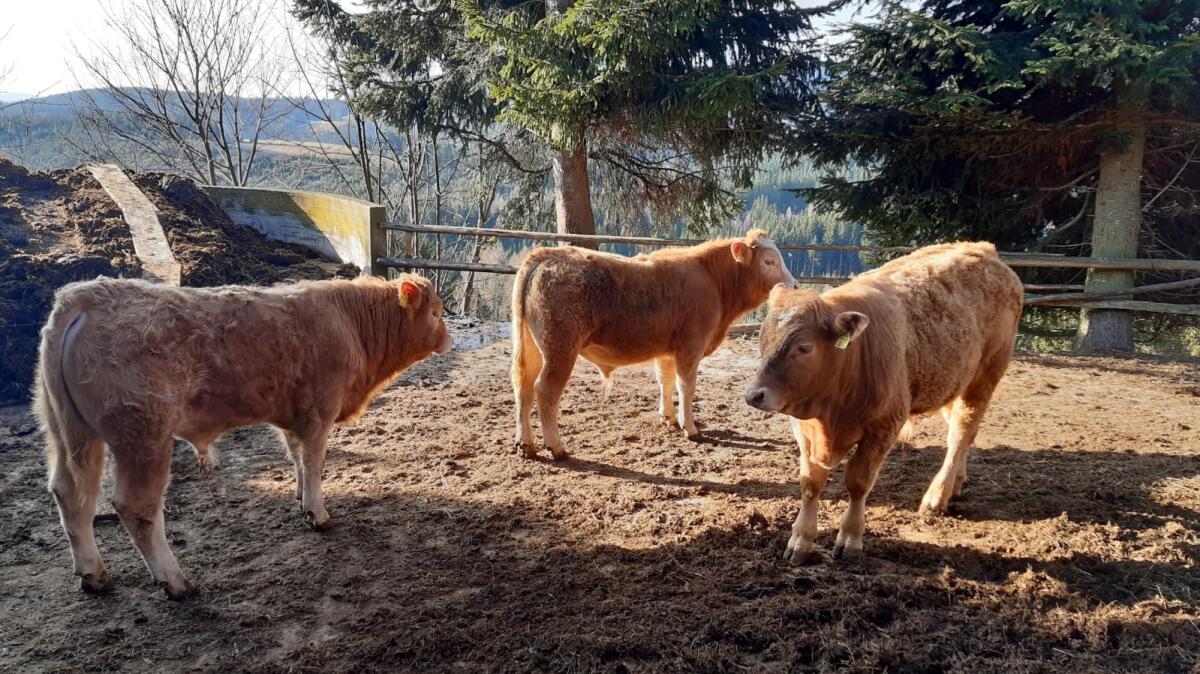 3 Bio Einstellstiere Charolais/Fleckvieh 2