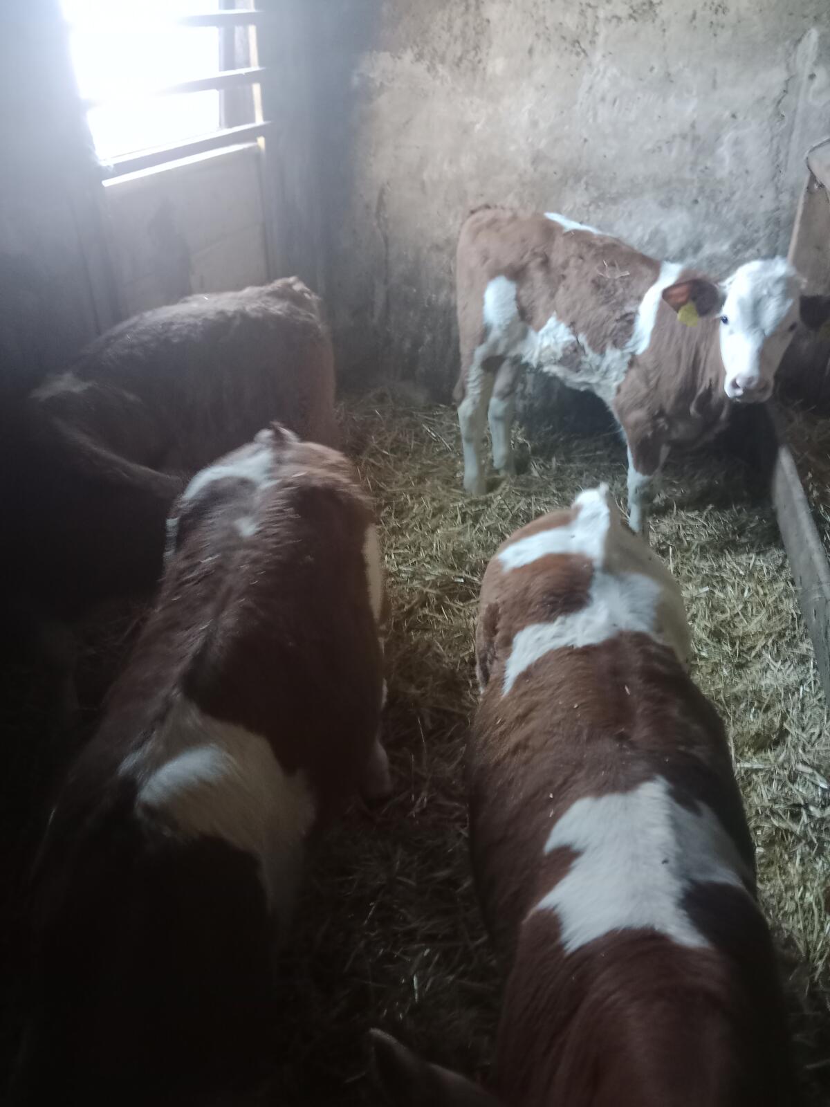 Fleckvieh Stierkälber 2