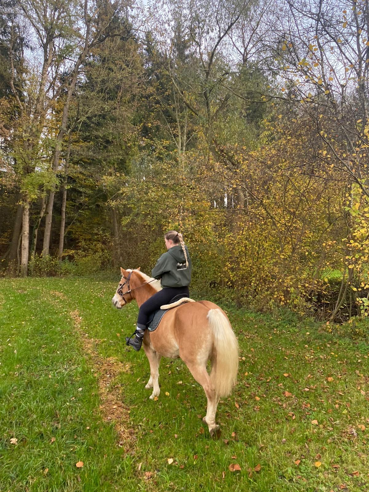 Haflingerstute Verlasspferd Mutter und Tochter 2