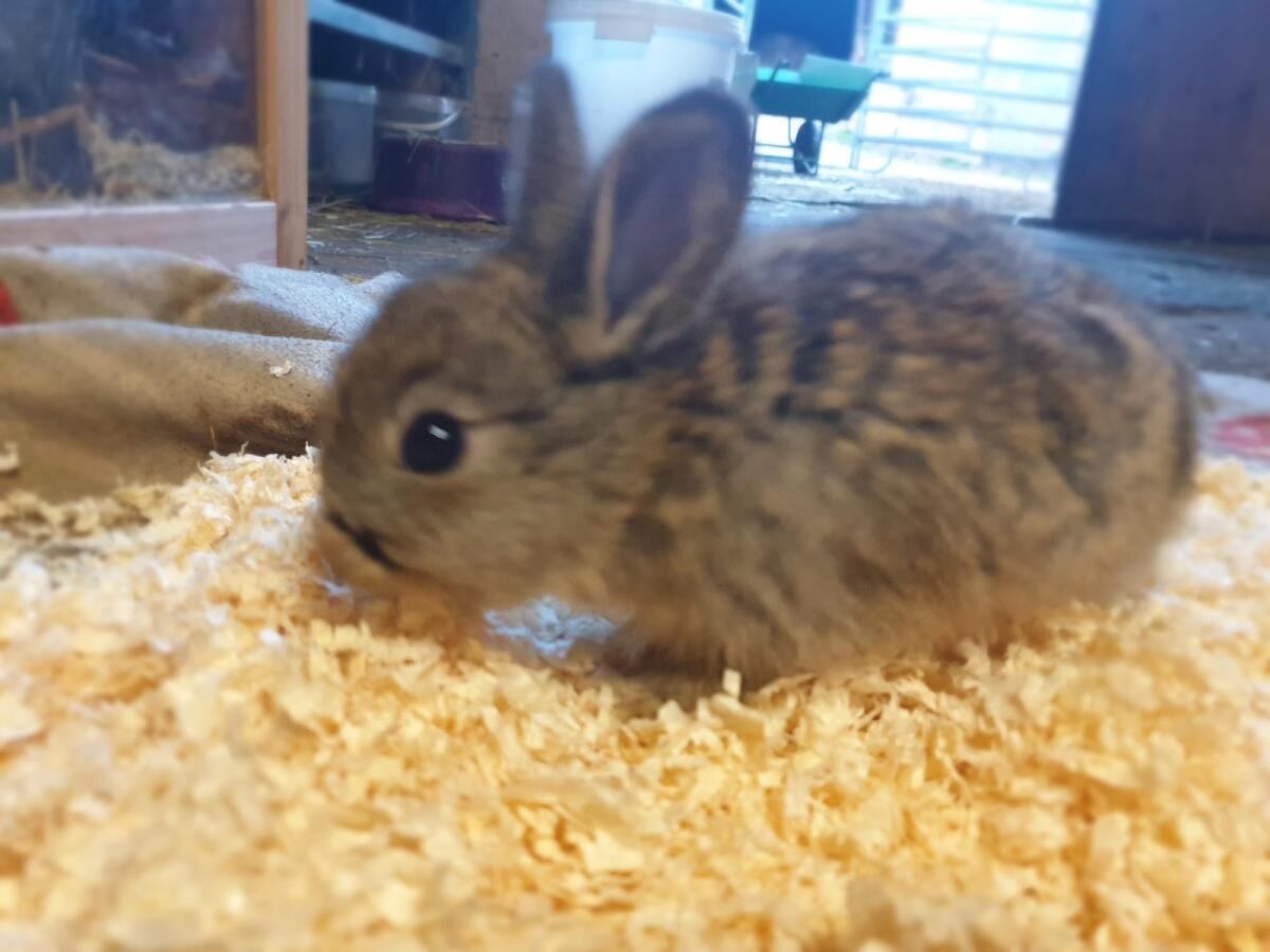 Zwergkaninchen 2