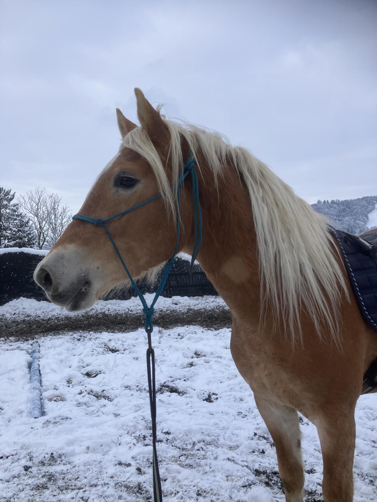 Wallach zu verkaufen 2