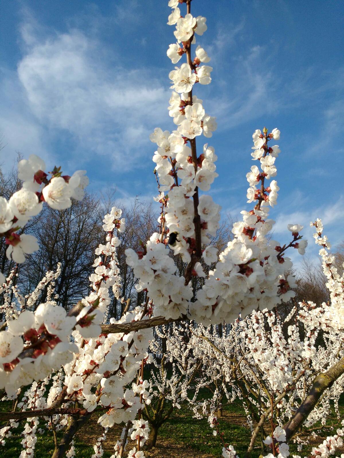 Obstgarten 2