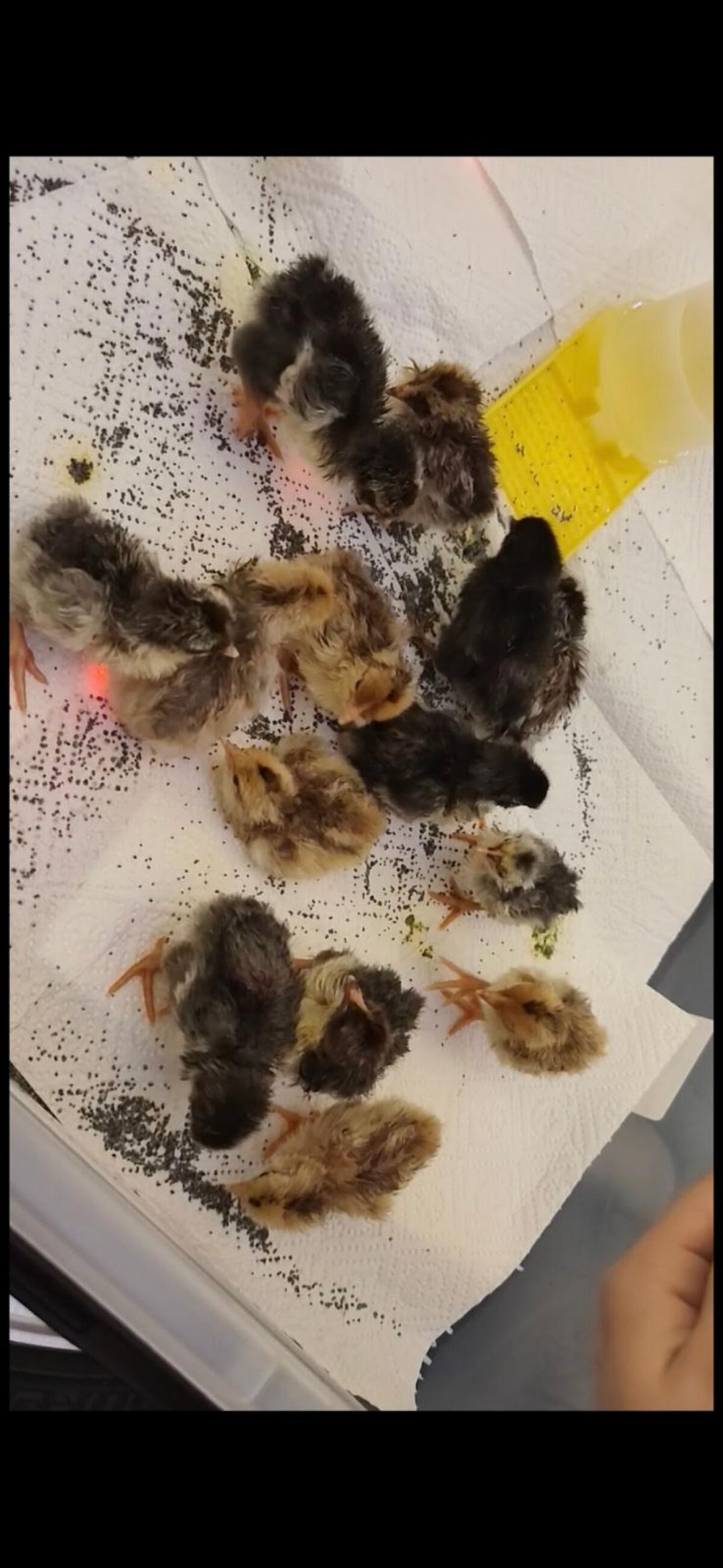 Blumenhuhn Küken 2