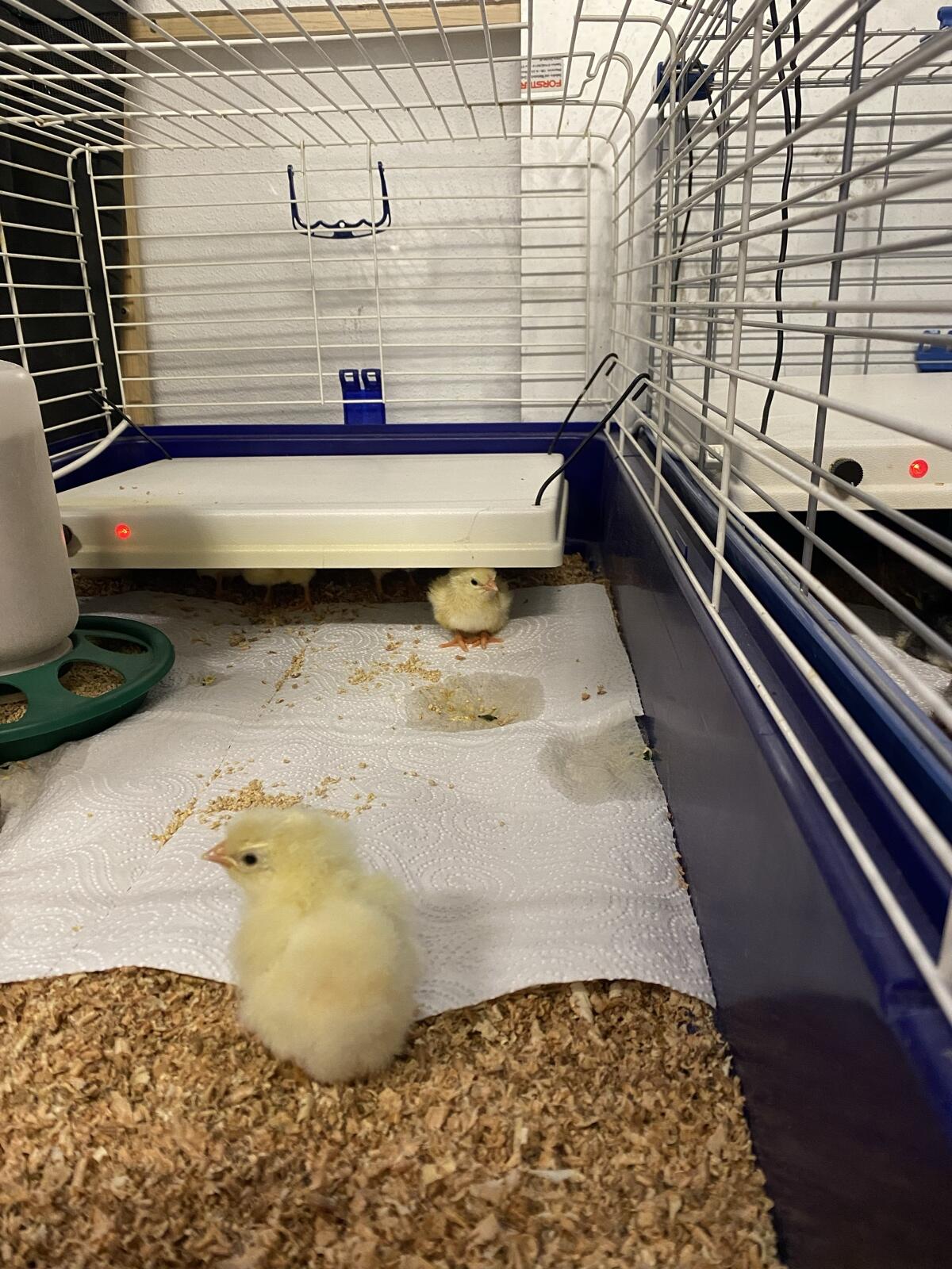 Sulmtaler, Bresse Küken 3