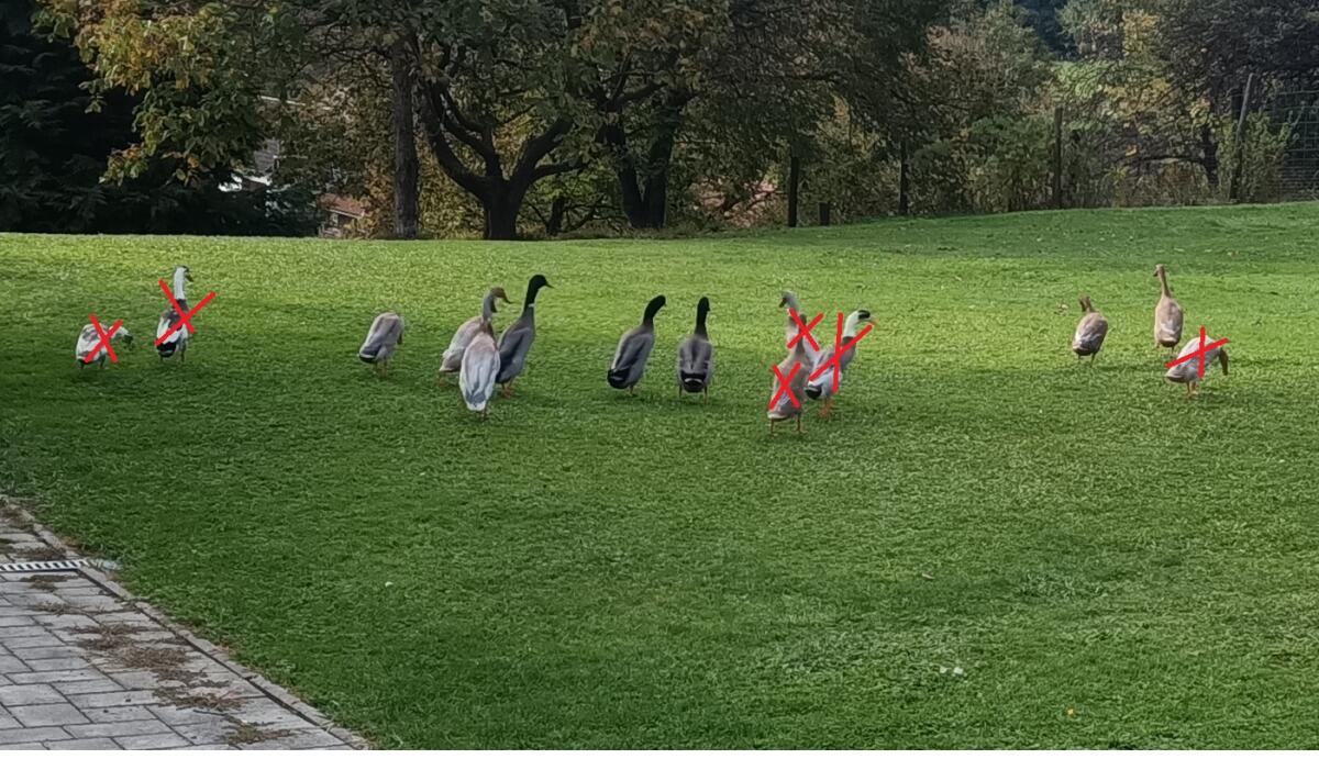 Laufenten zu verschenken 3