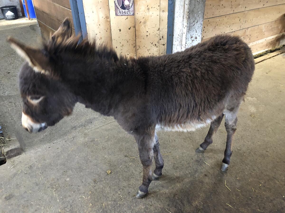 Eselhengstfohlen LORENZ 3