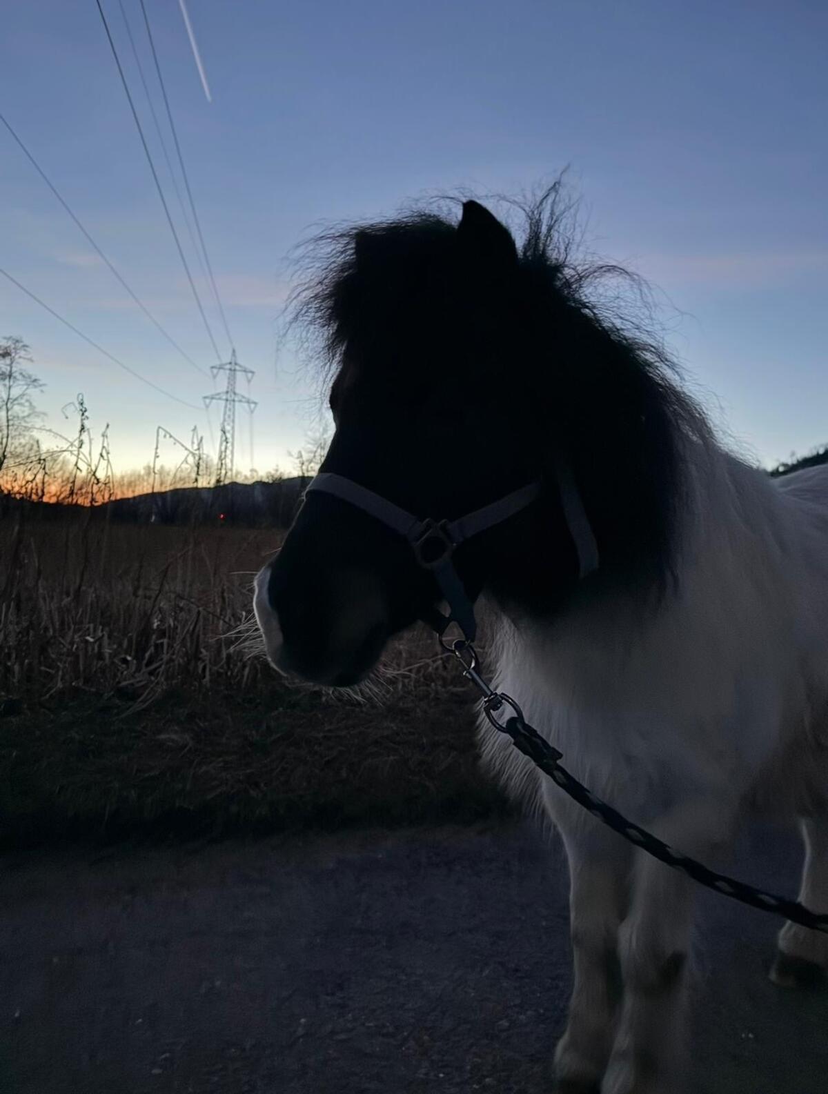 Pony Stute 2