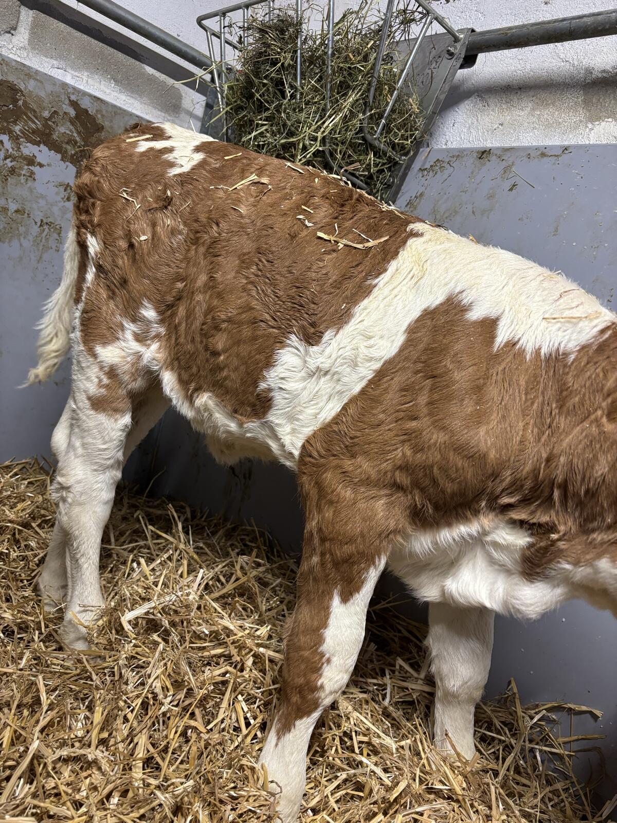 Fleckvieh Zuchtkalb 2