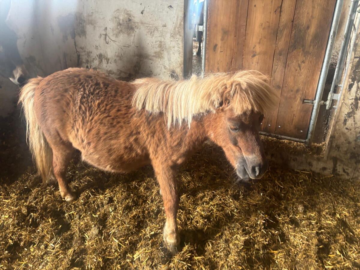 Pony 2