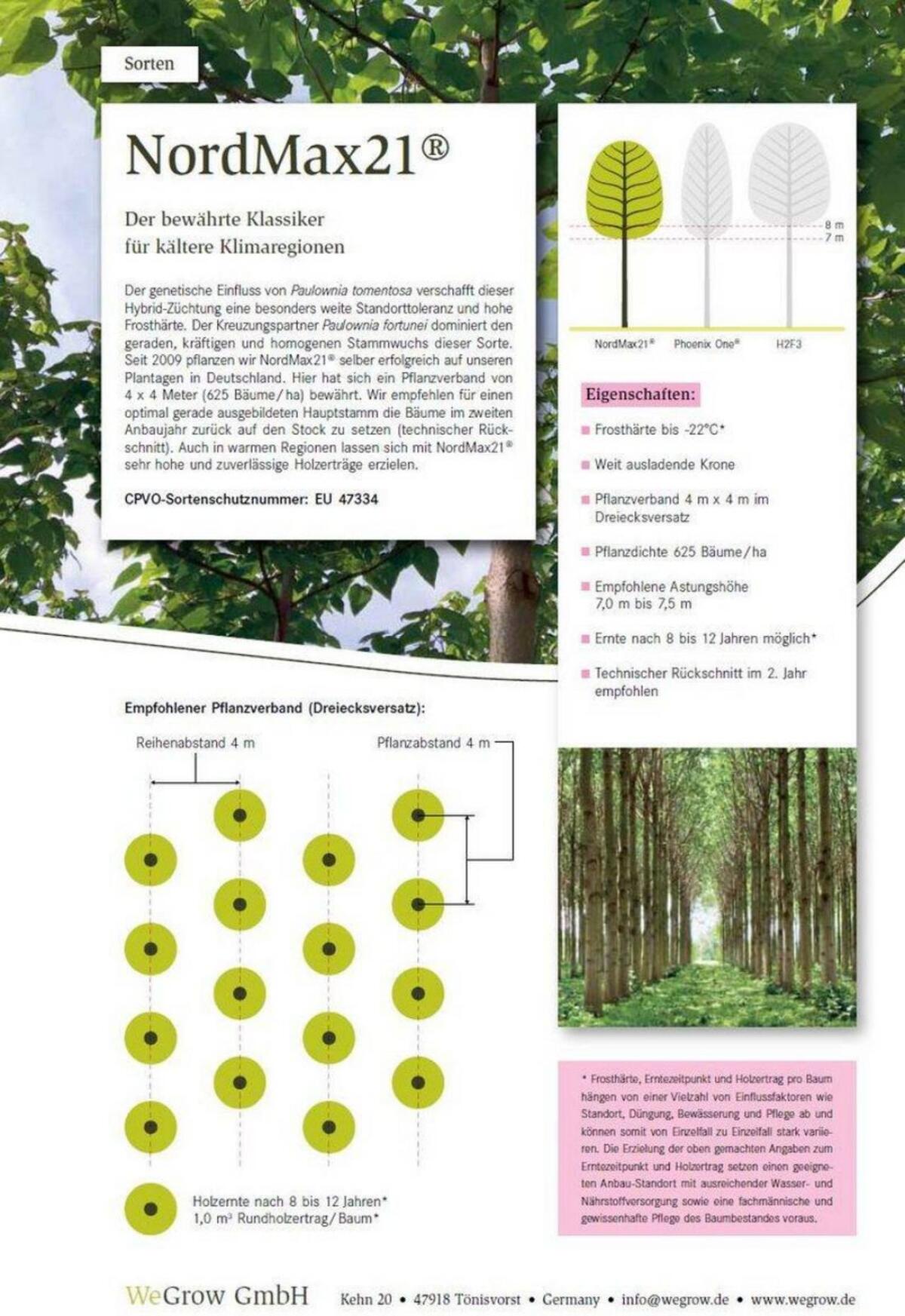 Paulownia Jungpflanzen 3
