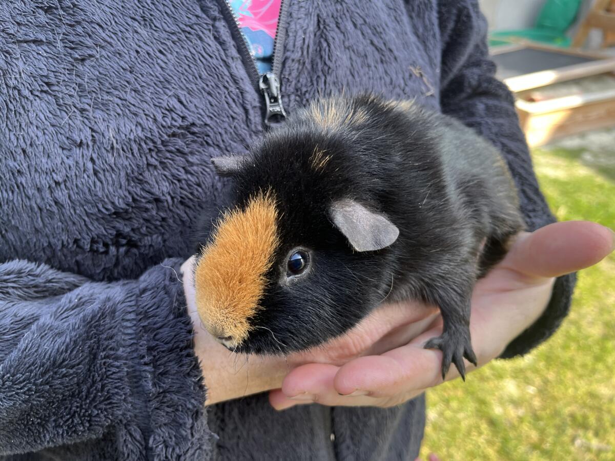 Meerschweinchen Kastrat 3