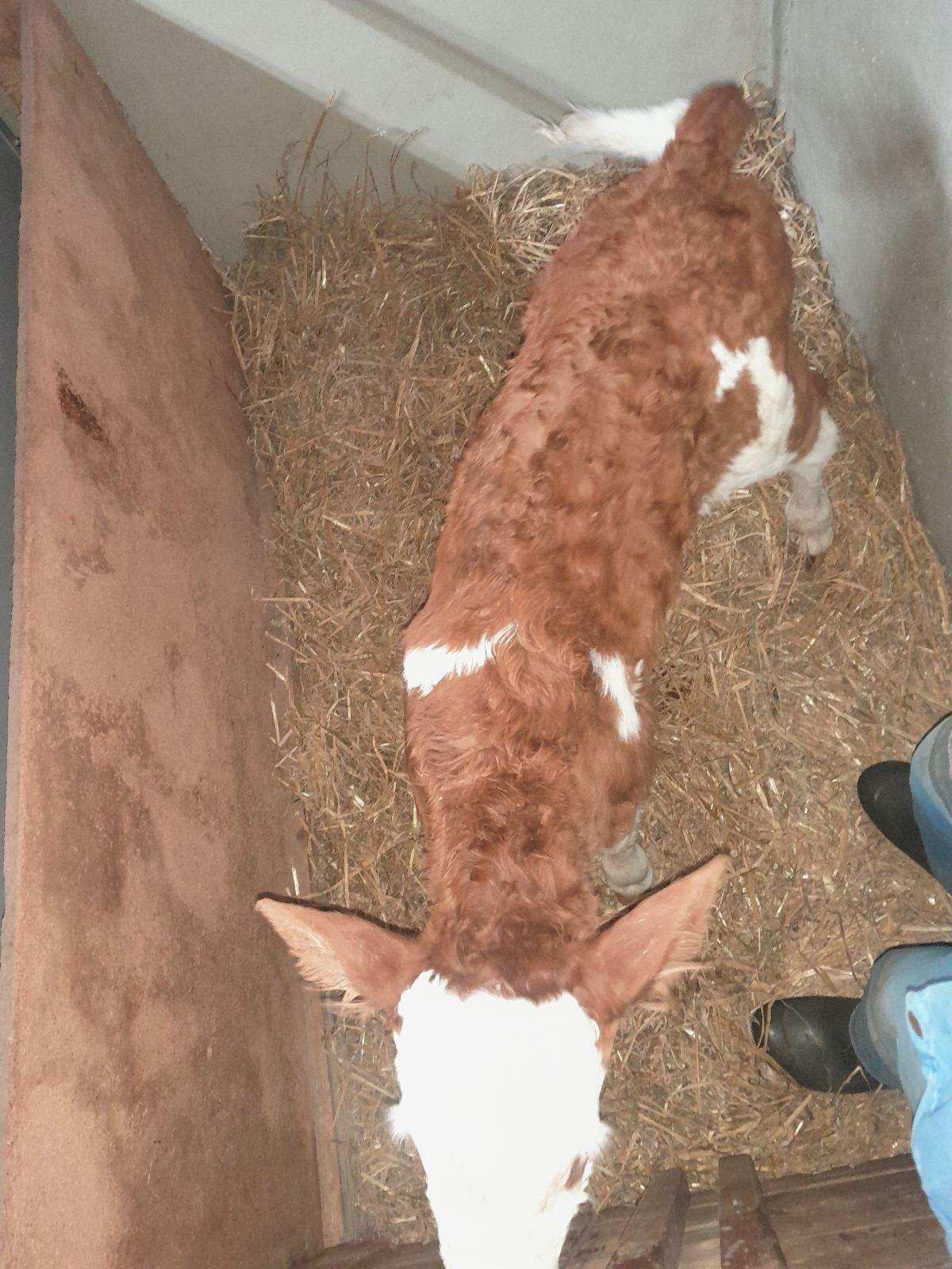 verk3 Bio Heu Kuh kälber 3