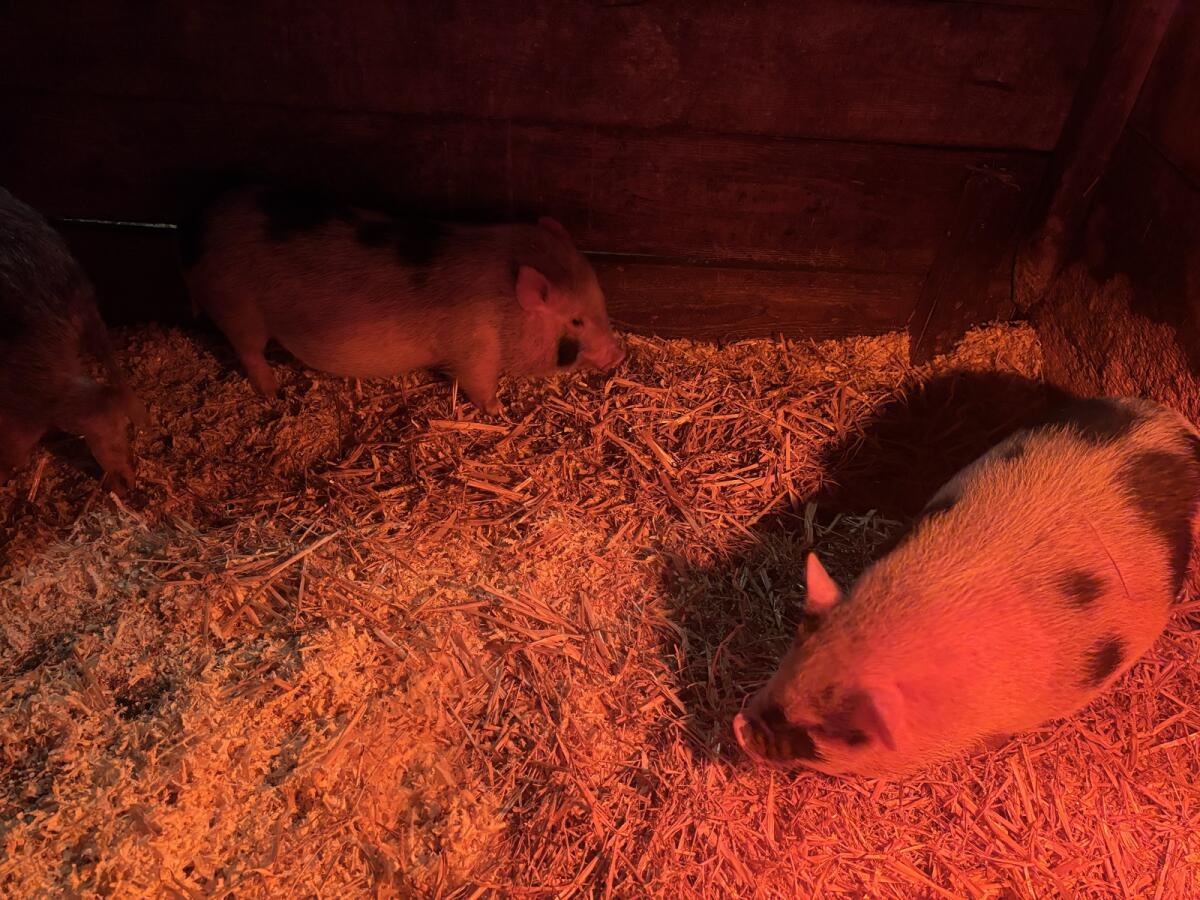 Mini Schweine 2