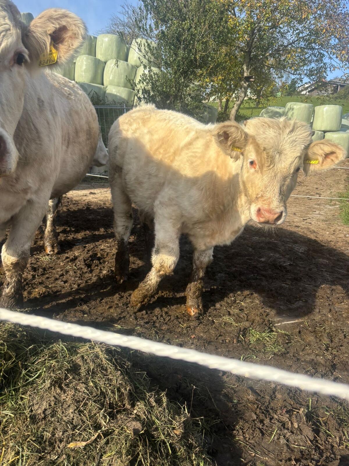 Charolais Jungstier 3