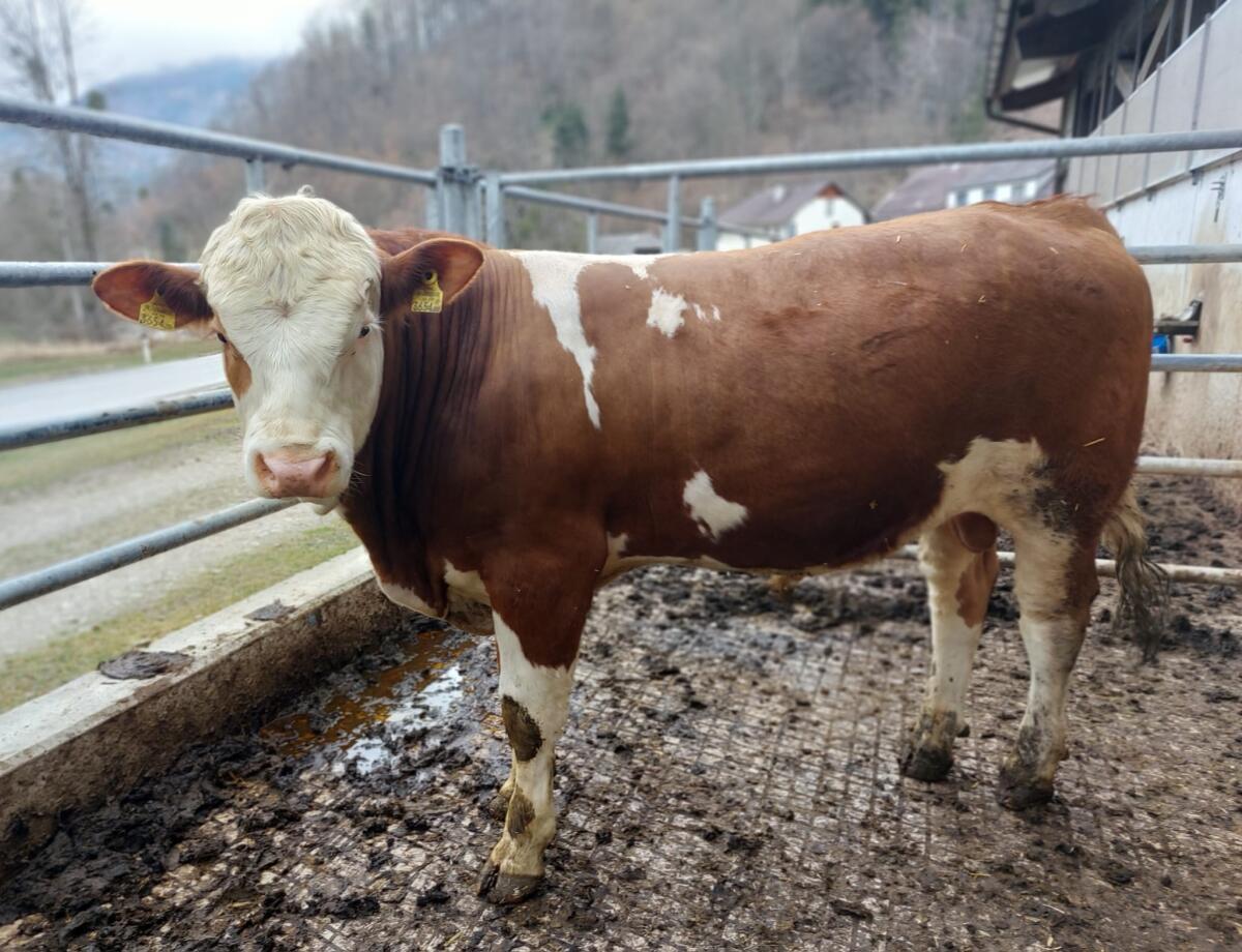 Bio Fleckvieh Fleisch Stier 2