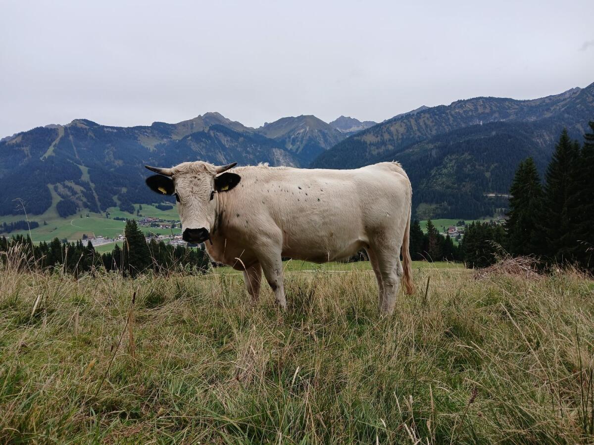 Pustertaler Sprinzen Kalbin Bio 3