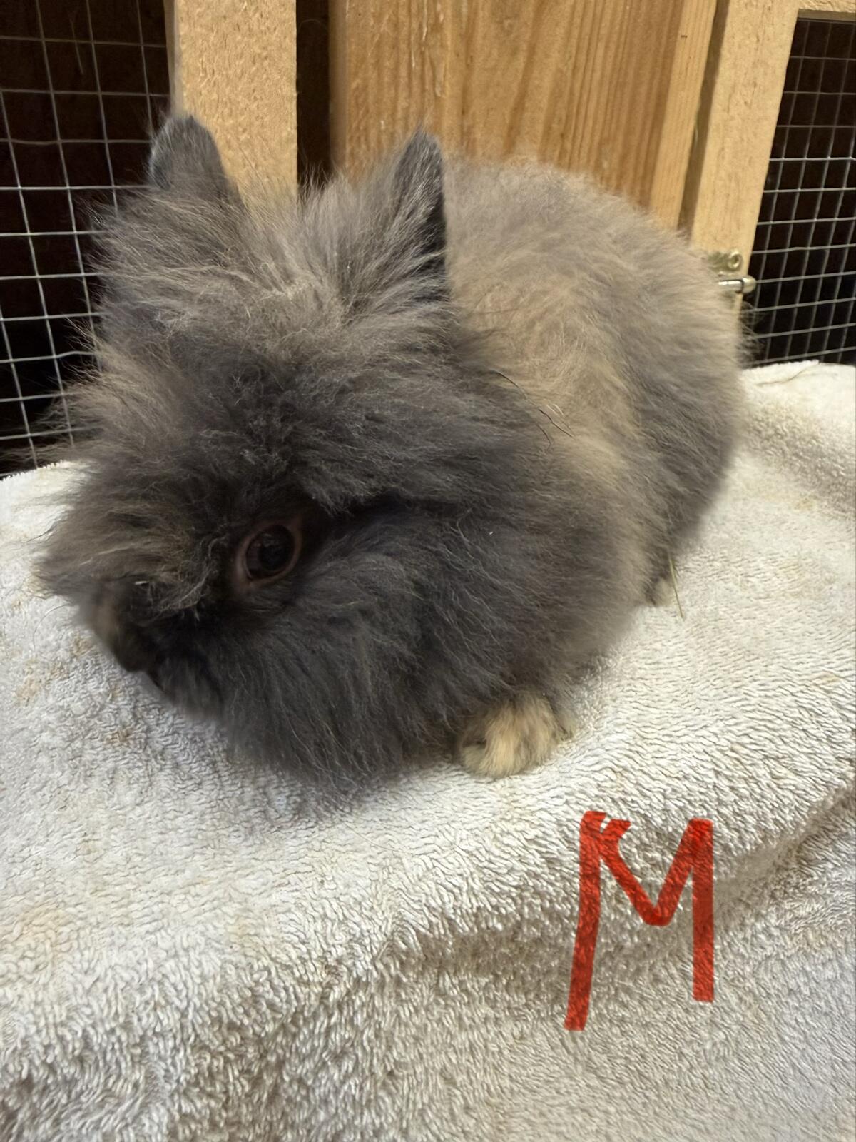 Löwenkopf Kaninchen 2