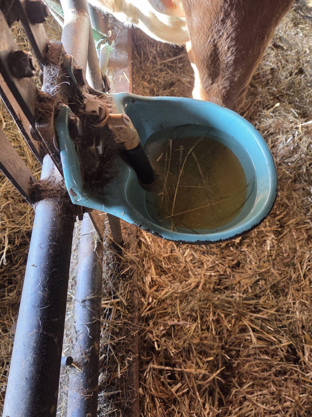 Tränkebecken Suevia 2