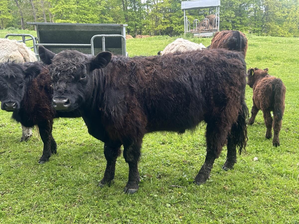 Galloway - Kalbinnen und Stiere 3