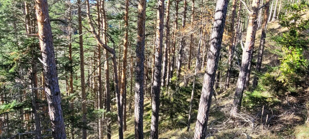 Waldverkauf privat 2