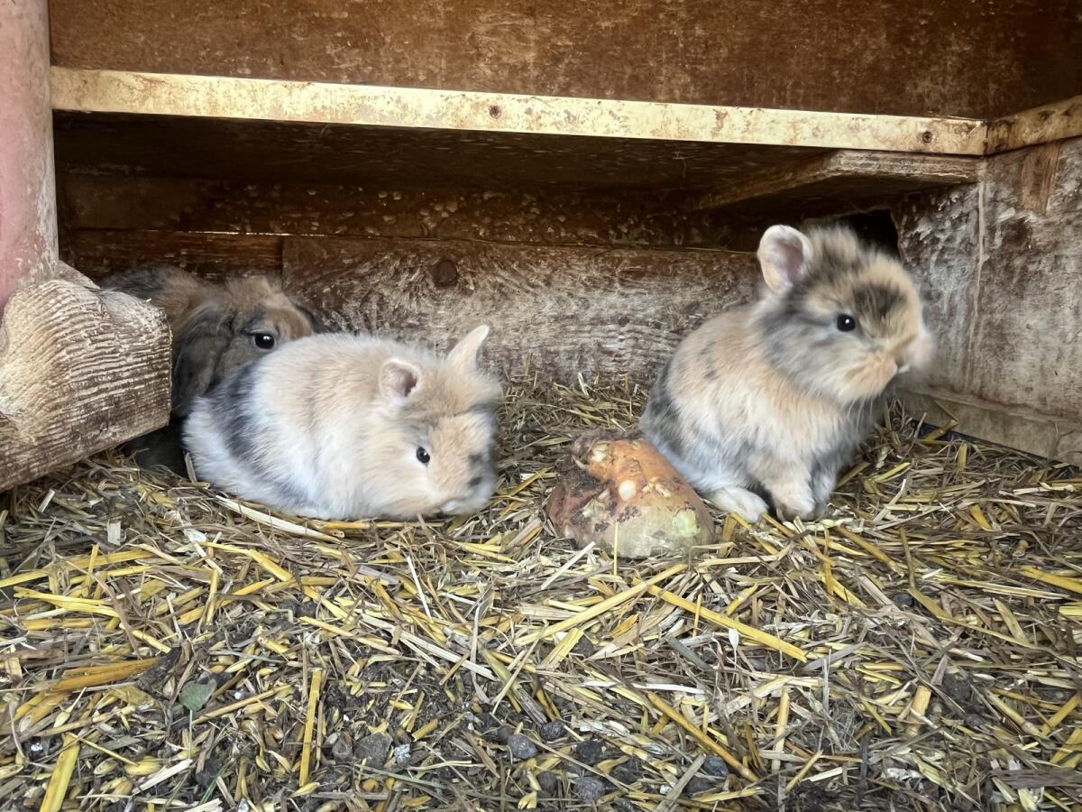 Zwergkaninchen männlich 2