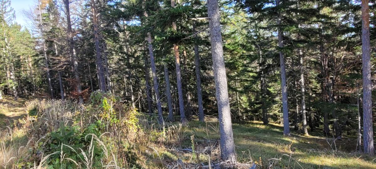 Waldverkauf privat 3