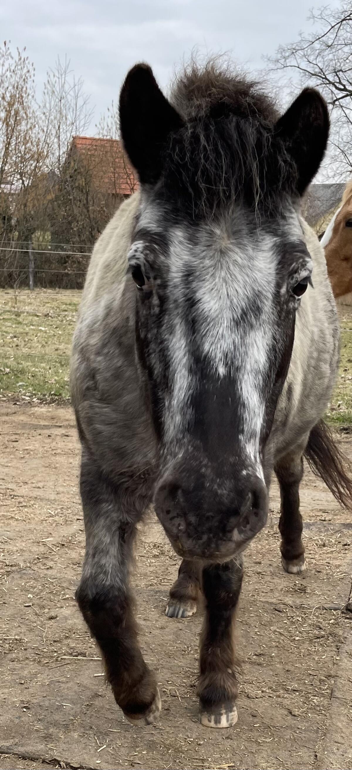 Ponystute 2
