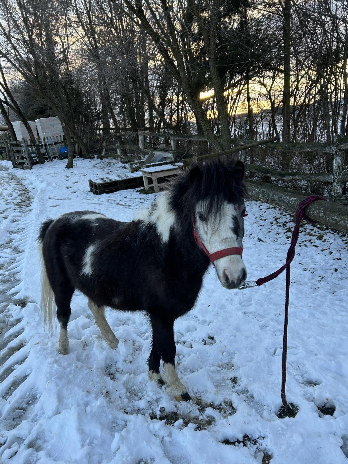 Ponywallach Hugo 2