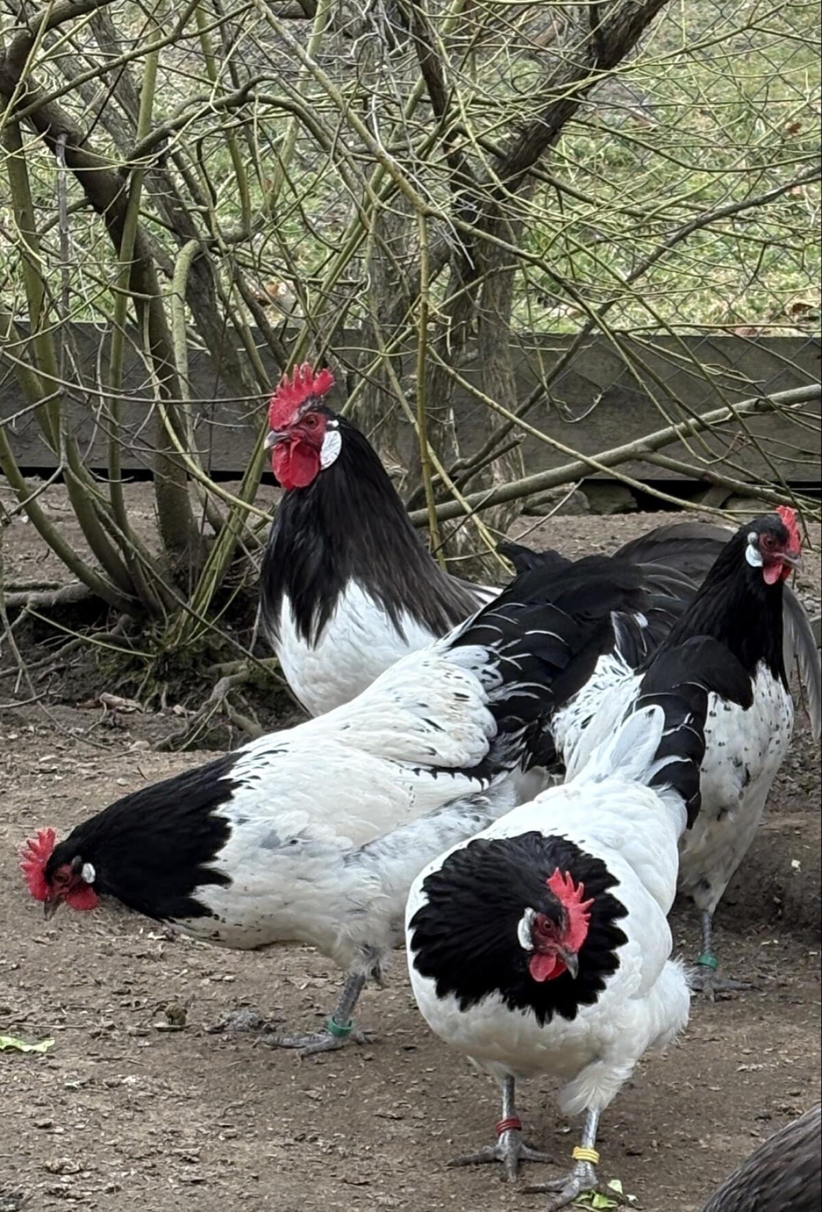 Lakenfelder-Bruteier 2