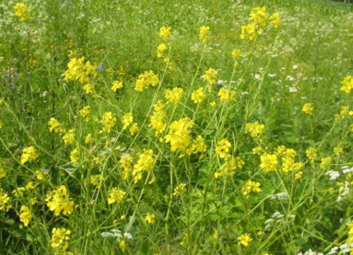 Winterrüpsen, BIO Berko 2