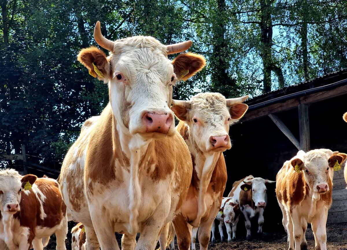 Hinterwälder Herde (ca. 50 Stk.) an Bestplatz abzugeben 3