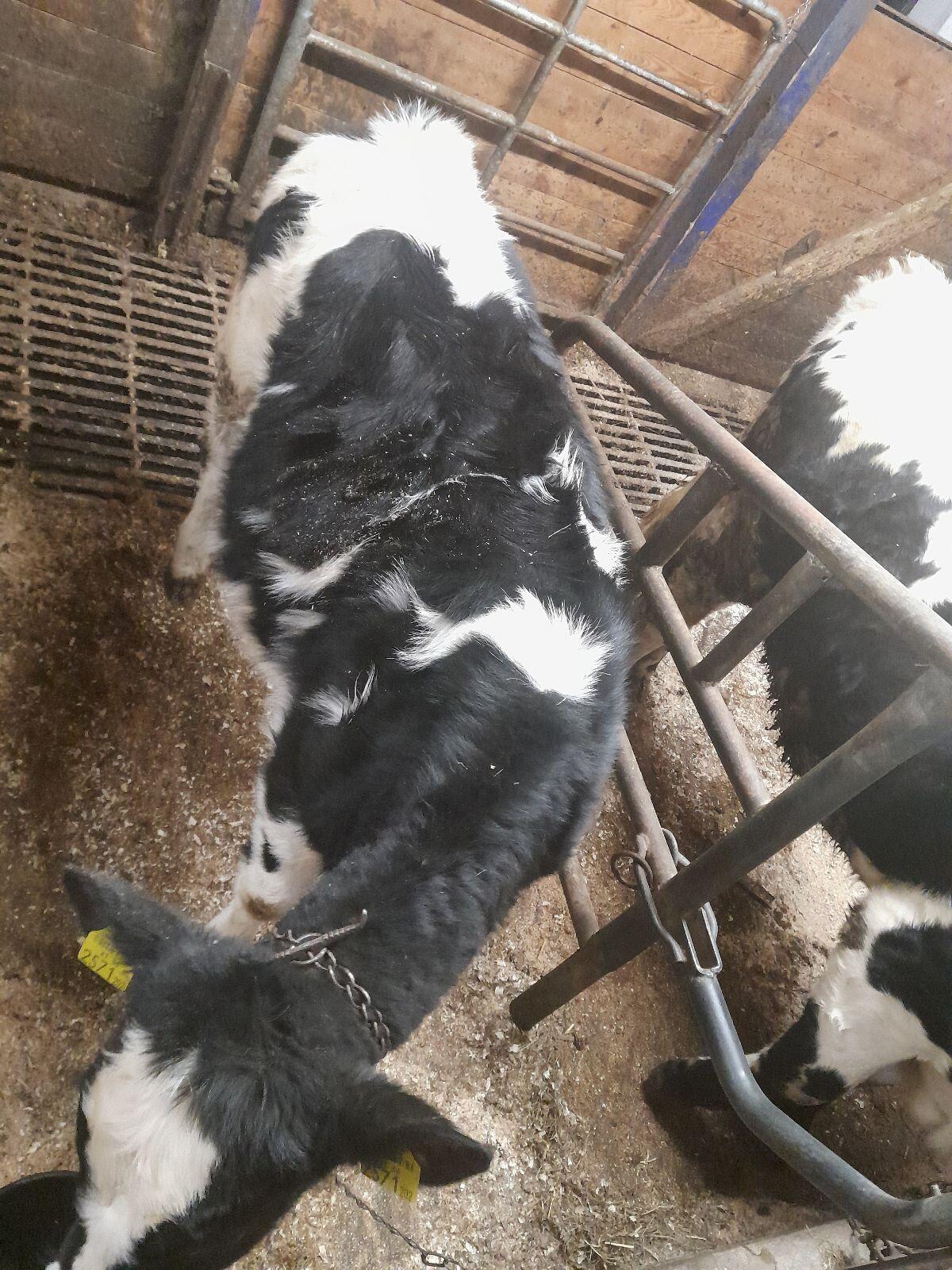 Kalb 2