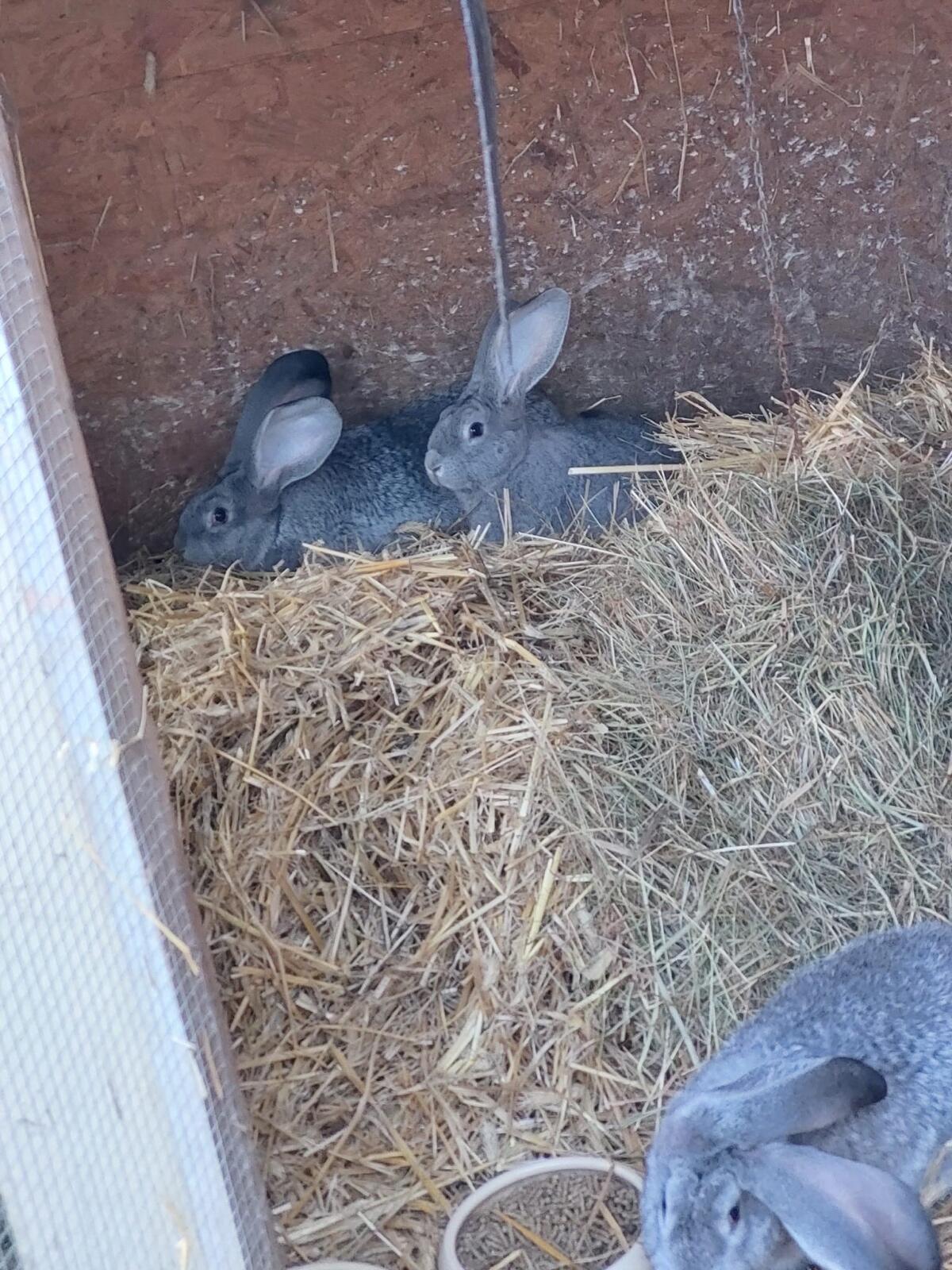 Deutsche Riesen chinchillafarben 3