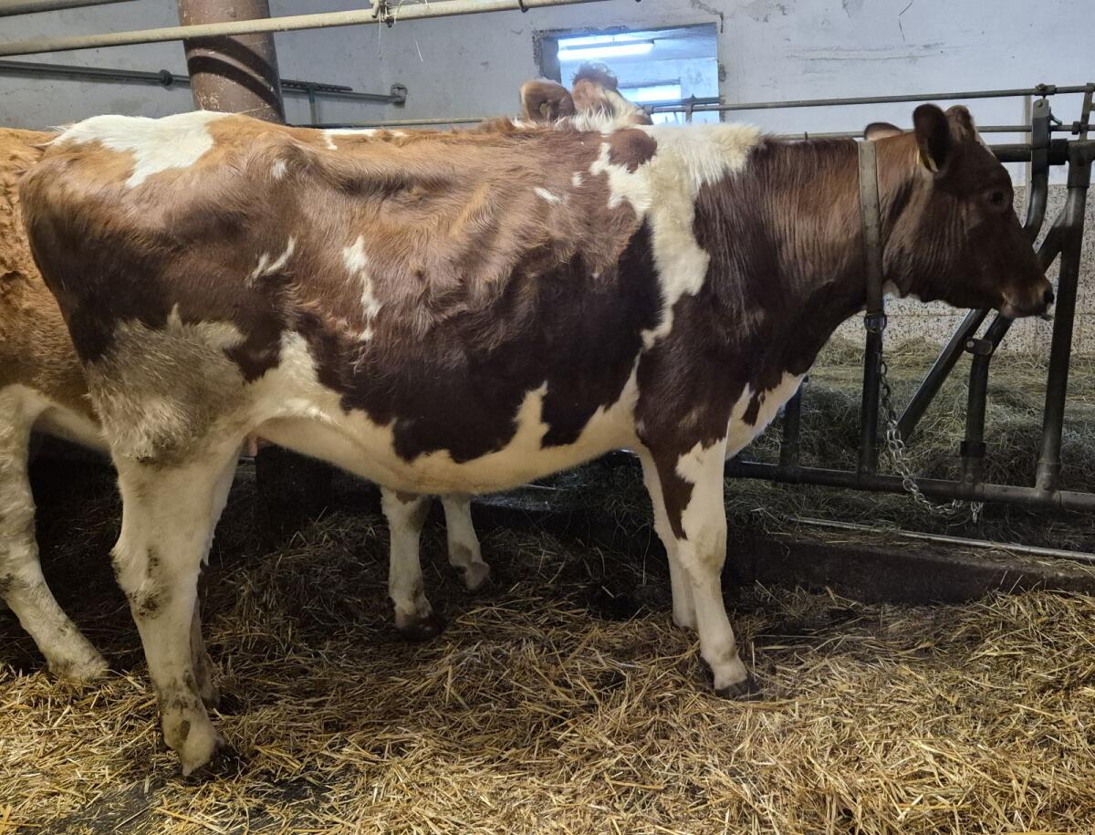 RF Kalbin hochträchtig 2