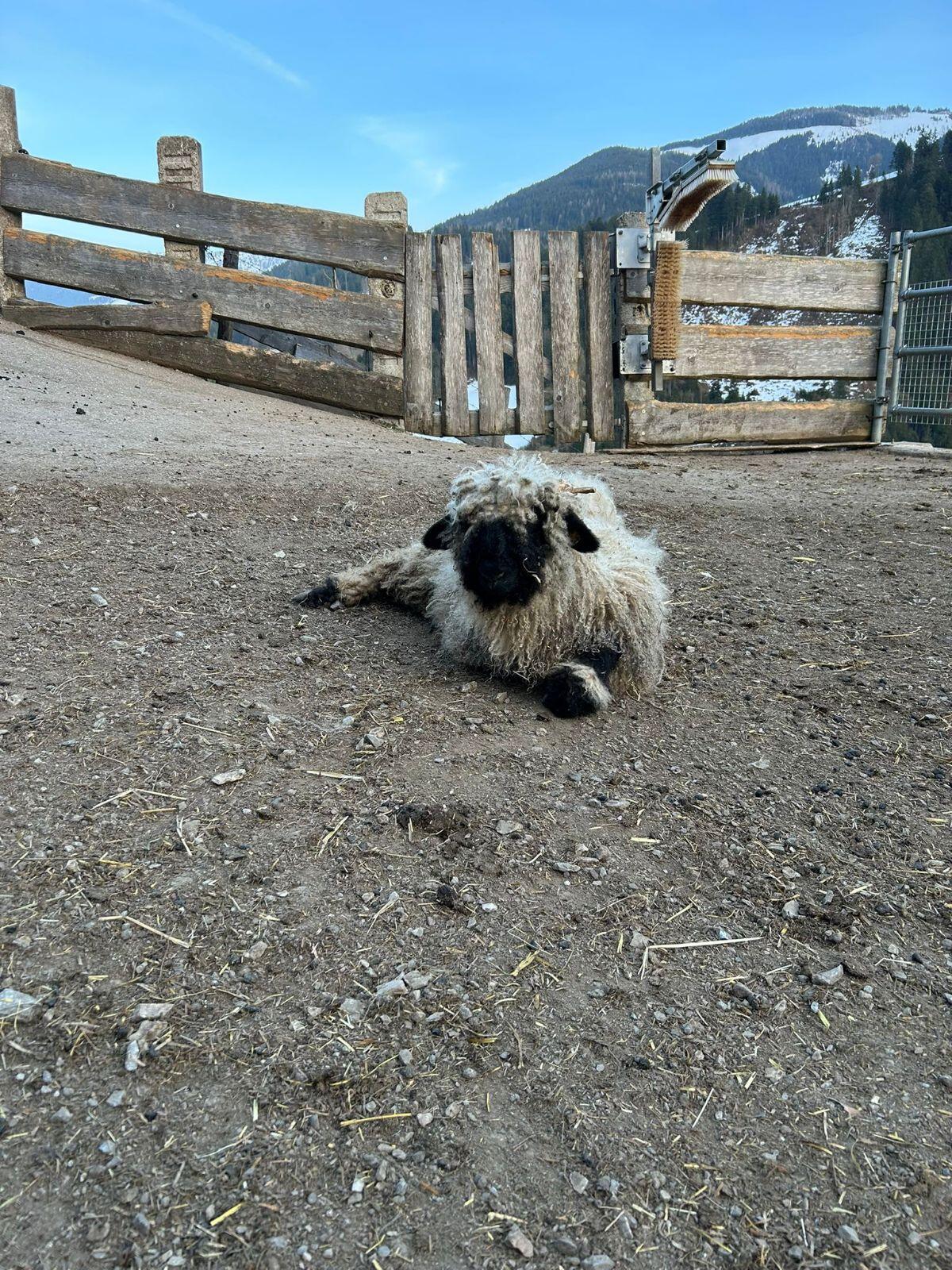 Schwarznasenschaf männlich 2