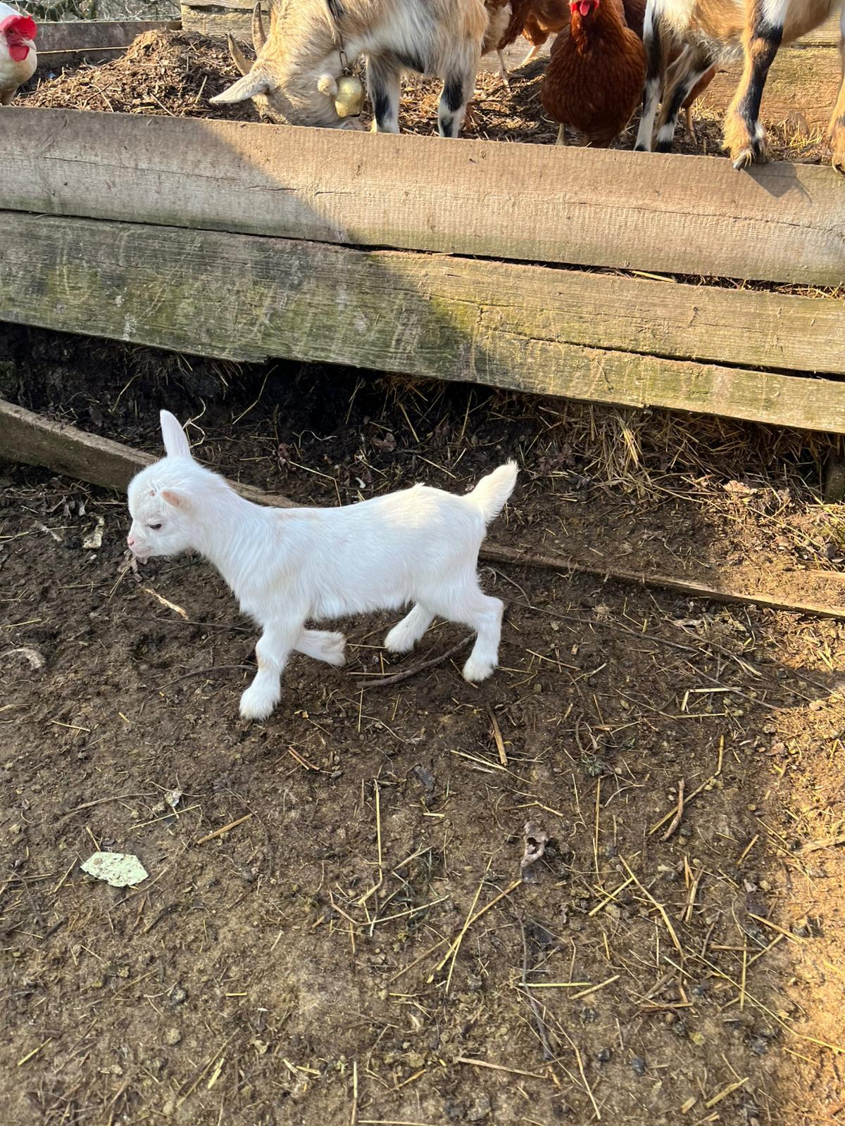 Mini Zwergziegen 2