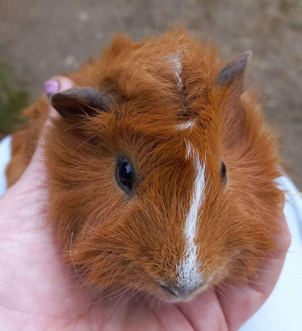Meerschweinchen 2