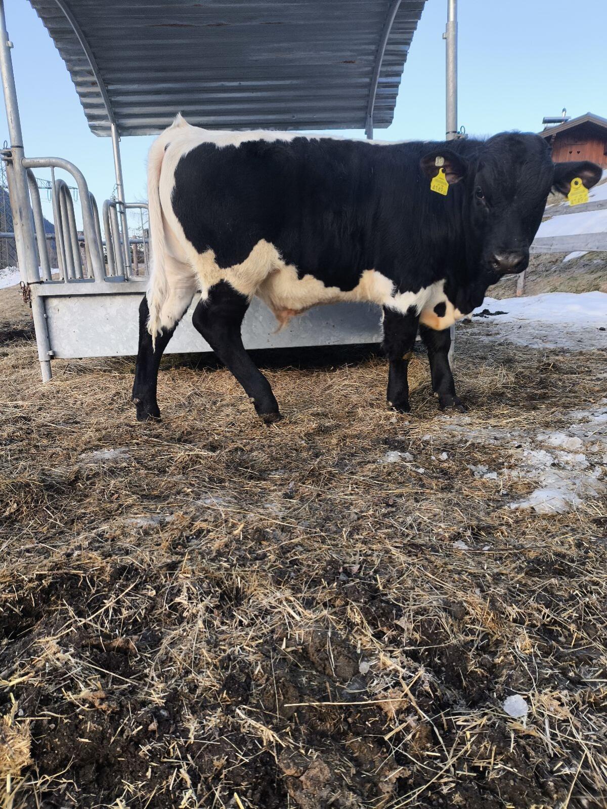 Original Pinzgauer Stier 3